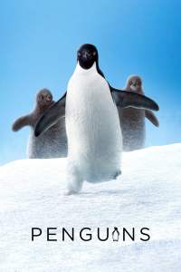 penguins