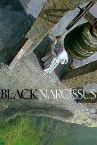 black narcissus
